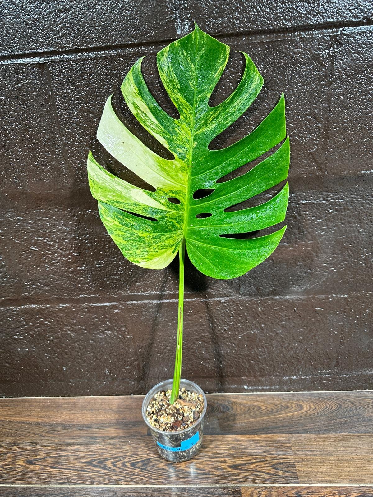 Monstera Aurea Variegated Borsigiana in a Nursery Pot - Monstera Aurea Single Leaf Plant - Monstera Marmota - US Seller