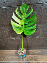 Monstera Aurea Variegated Borsigiana in a Nursery Pot - Monstera Aurea Single Leaf Plant - Monstera Marmota - US Seller