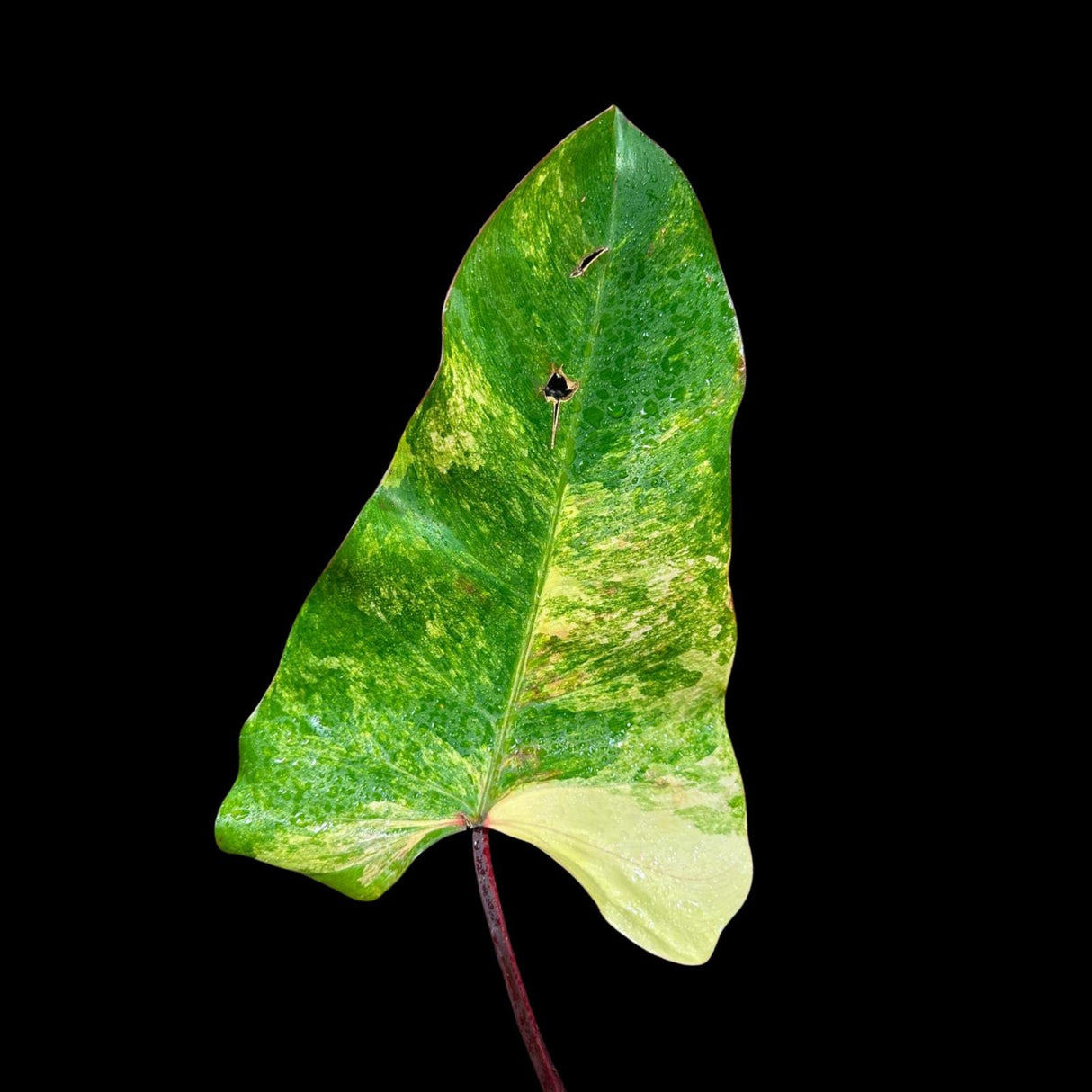 Philodendron Strawberry Shake in a Nursery Pot - Strawberry Shake RARE Collector Potted Plant - Pink Philodendron - SAME Plant as images