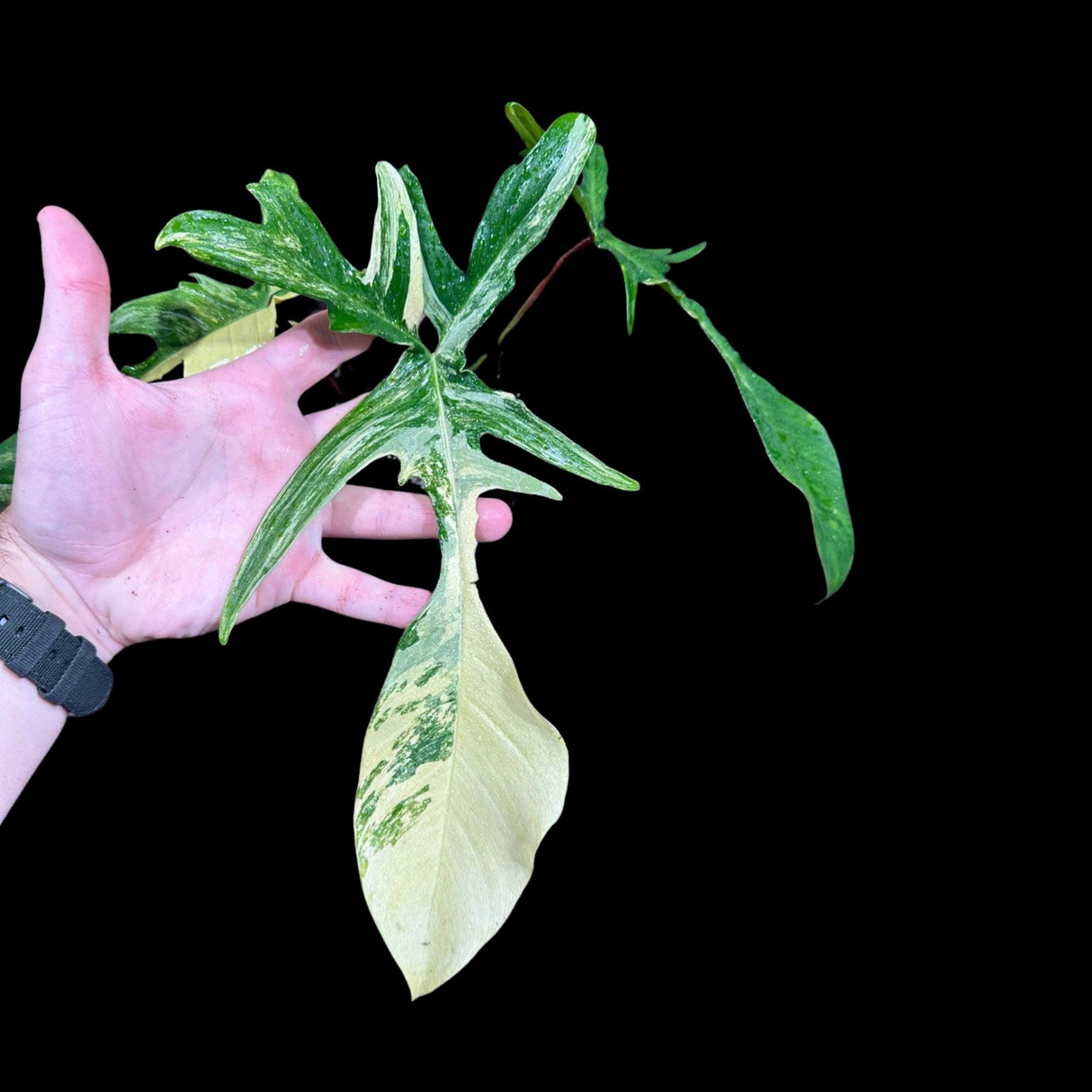 Variegated Philodendron Florida Beauty in a Nursery Pot - Extremely Rare Variegated Florida Beauty Live plant - Aroid Potted Plant