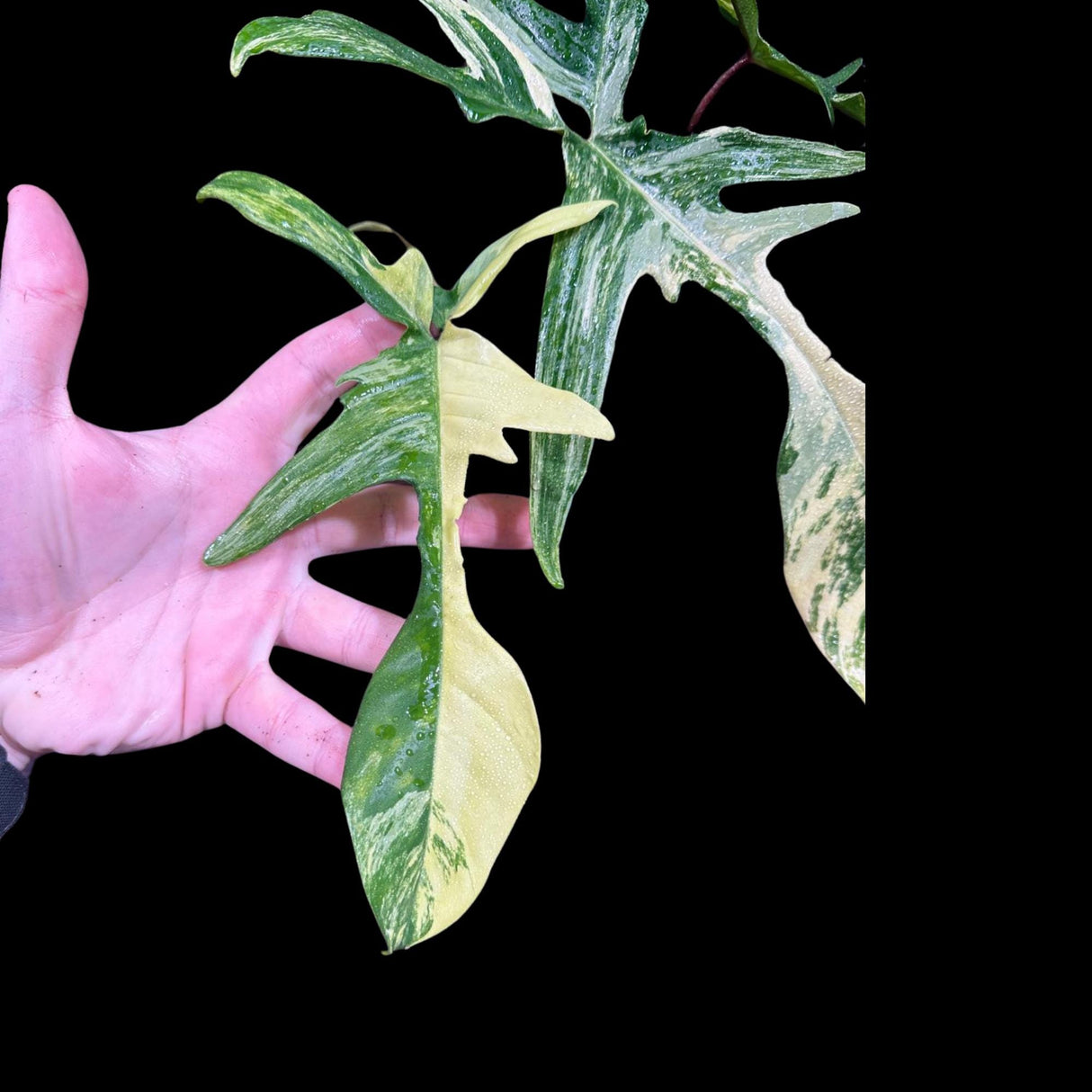 Variegated Philodendron Florida Beauty in a Nursery Pot - Extremely Rare Variegated Florida Beauty Live plant - Aroid Potted Plant