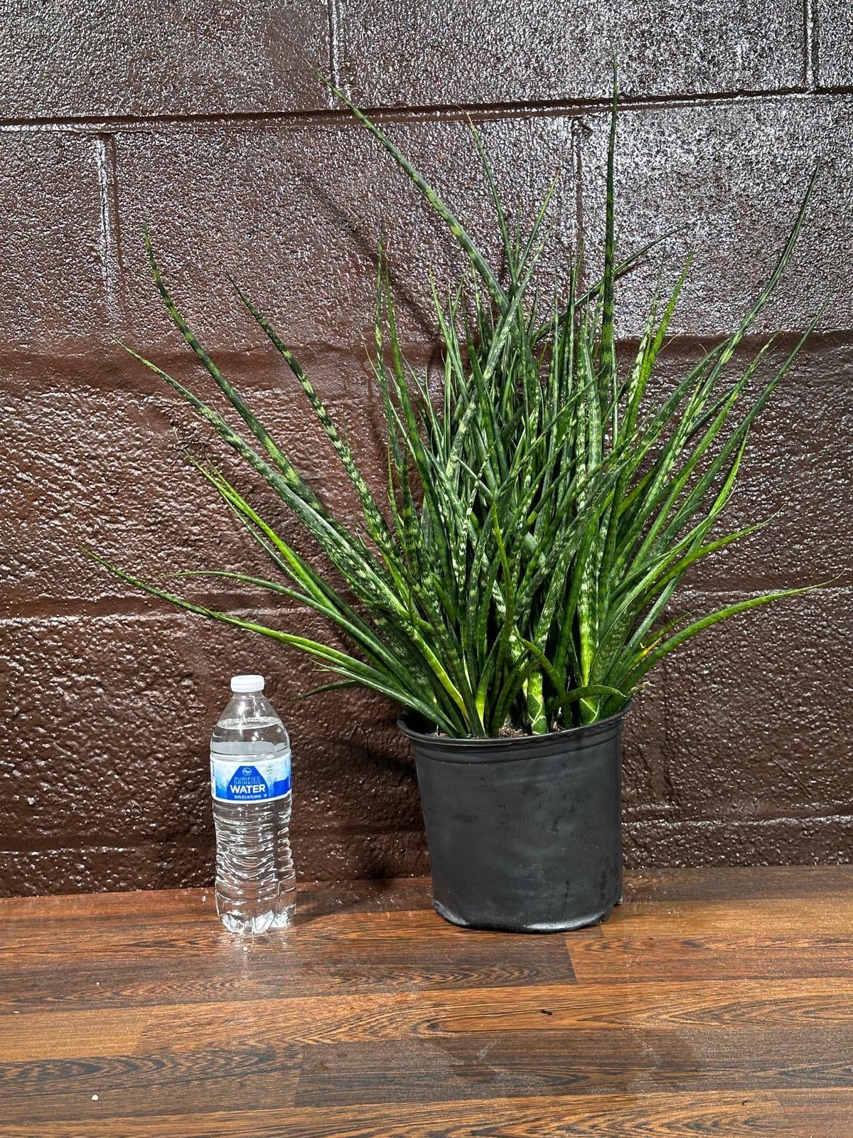 Rare Fernwood Mikado Snake Plant in a 8" Large Pot - Indoor Easy Care Low Maintenance Houseplant - Low Light Succulent - US seller