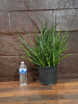 Rare Fernwood Mikado Snake Plant in a 8" Large Pot - Indoor Easy Care Low Maintenance Houseplant - Low Light Succulent - US seller