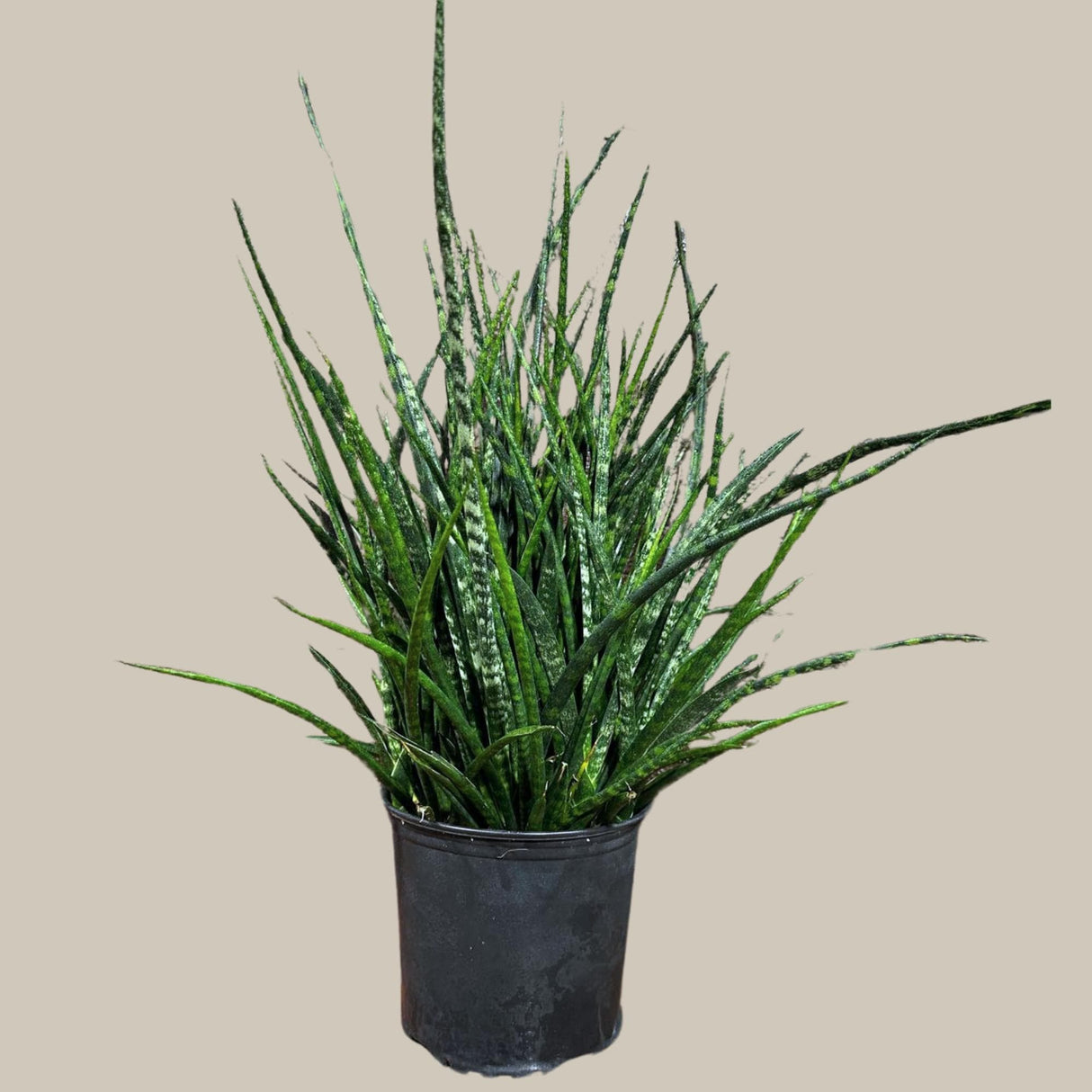 Rare Fernwood Mikado Snake Plant in a 8" Large Pot - Indoor Easy Care Low Maintenance Houseplant - Low Light Succulent