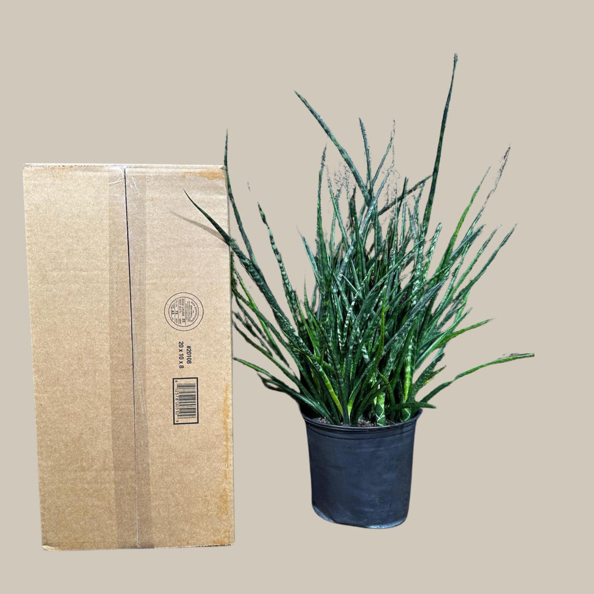 Rare Fernwood Mikado Snake Plant in a 8" Large Pot - Indoor Easy Care Low Maintenance Houseplant - Low Light Succulent