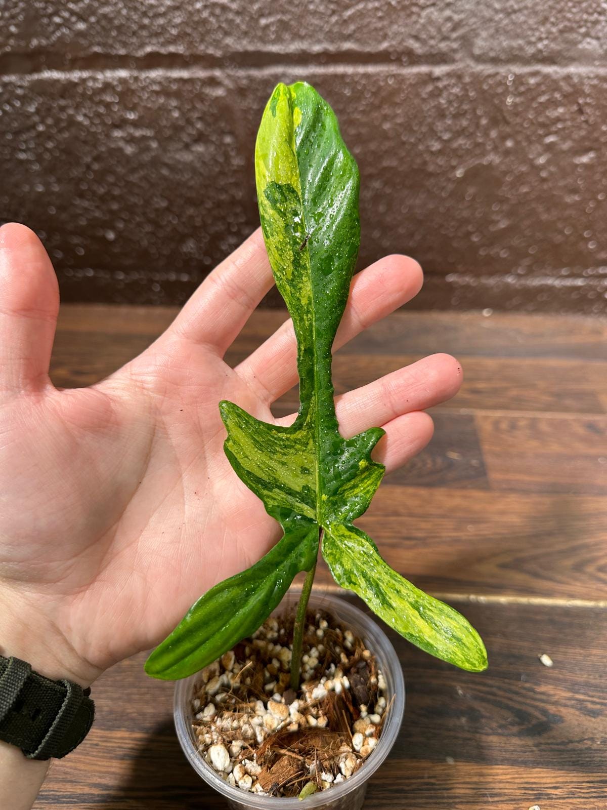 Variegated Philodendron Florida Beauty in a Pot-Extremely Rare Variegated Florida Beauty Live plant-Similar Potted Plant