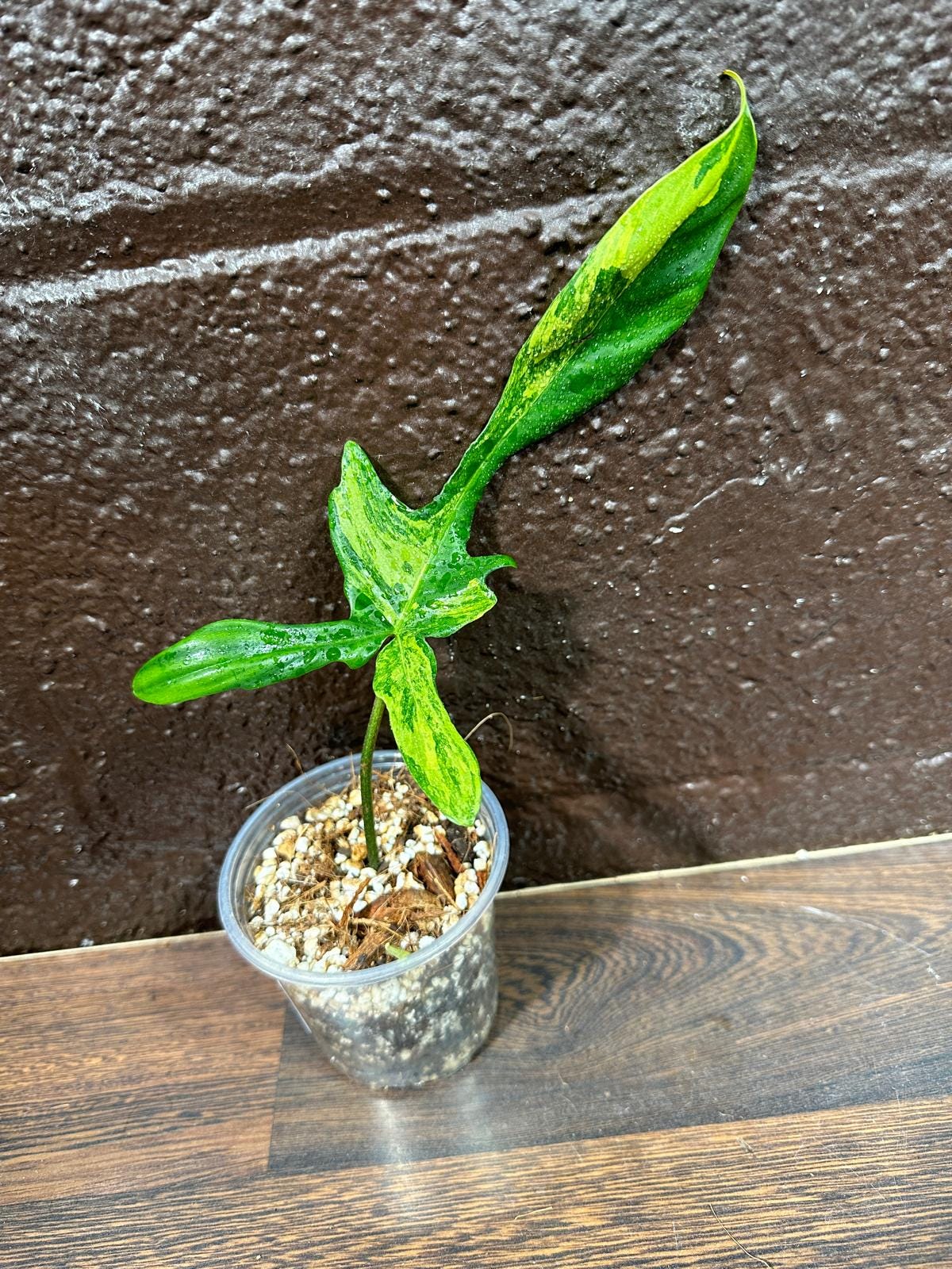 Variegated Philodendron Florida Beauty in a Pot-Extremely Rare Variegated Florida Beauty Live plant-Similar Potted Plant