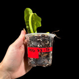 Variegated Philodendron Thai Sunrise in a Nursery Pot- Tropical Plant - Rare Houseplant - Exact Same Potted Plant- US Seller