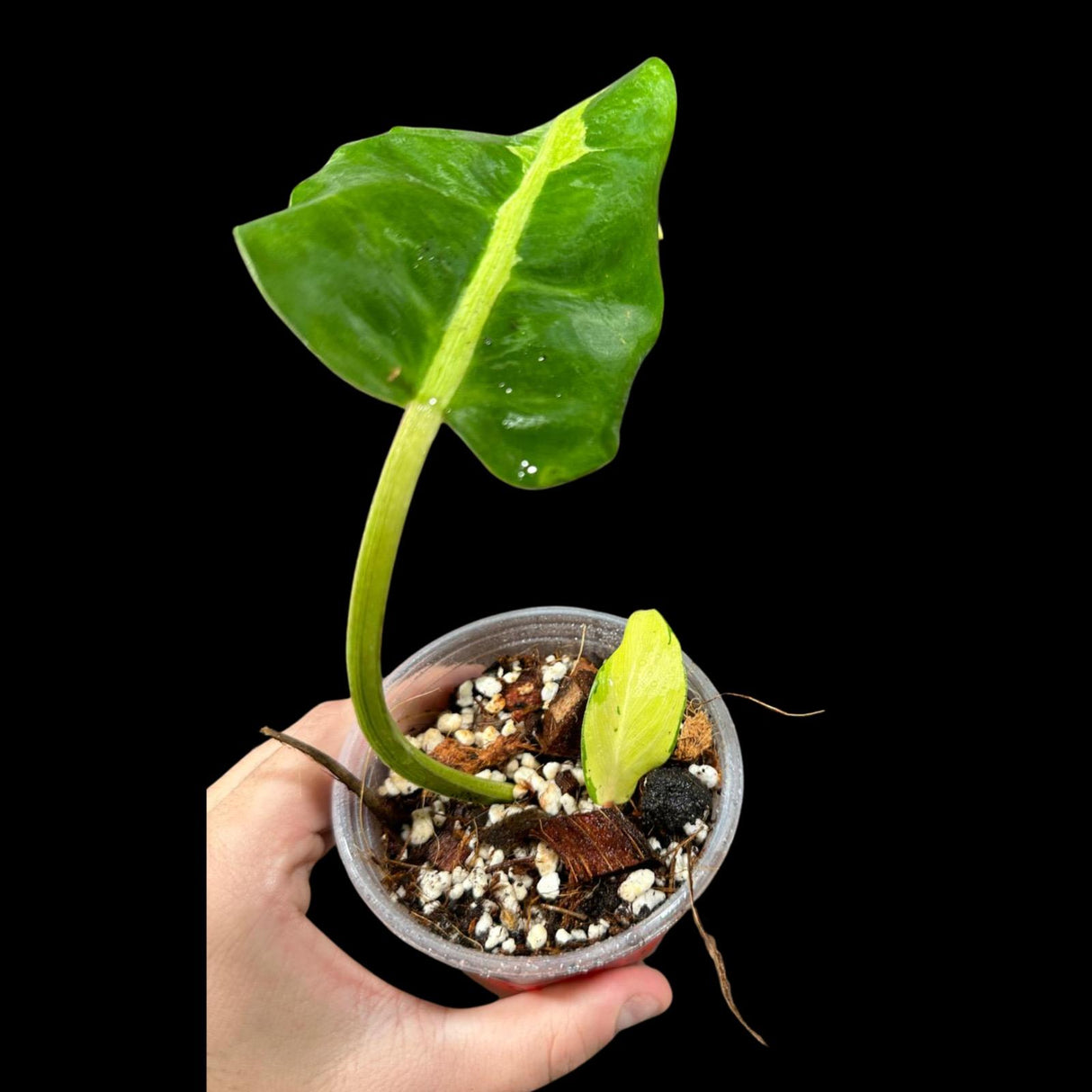 Variegated Philodendron Thai Sunrise in a Nursery Pot- Tropical Plant - Rare Houseplant - Exact Same Potted Plant- US Seller