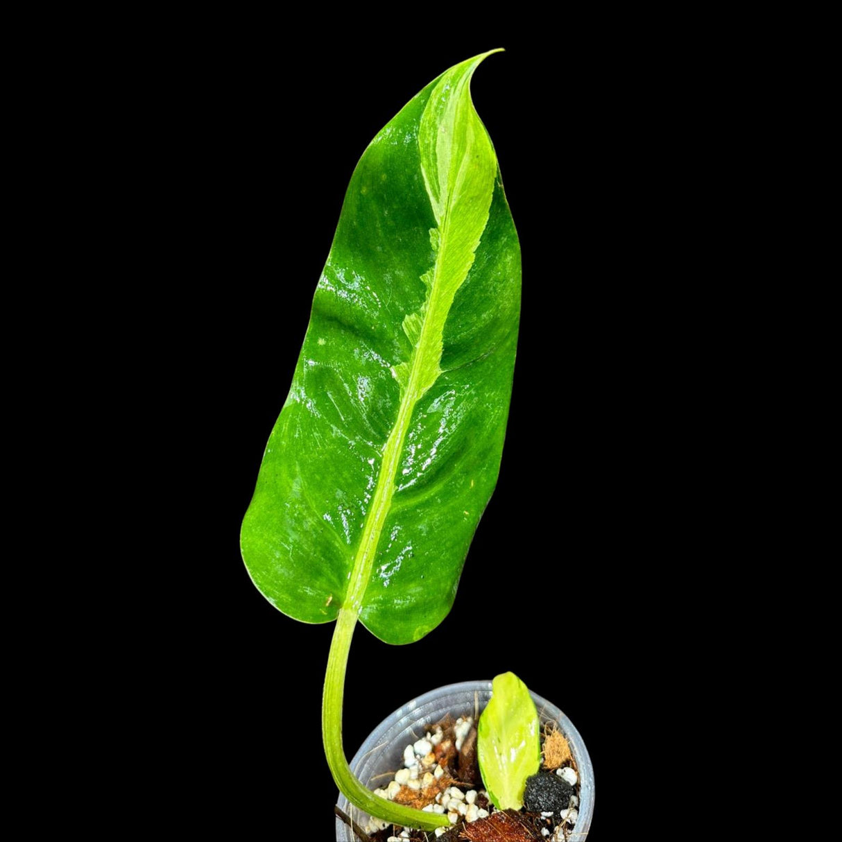 Variegated Philodendron Thai Sunrise in a Nursery Pot- Tropical Plant - Rare Houseplant - Exact Same Potted Plant- US Seller