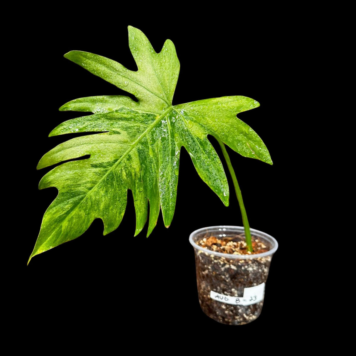 Philodendron Radiatum Variegated - US SELLER Rare - Indoor Rare Plant - Live Plant - Grower’s Choice