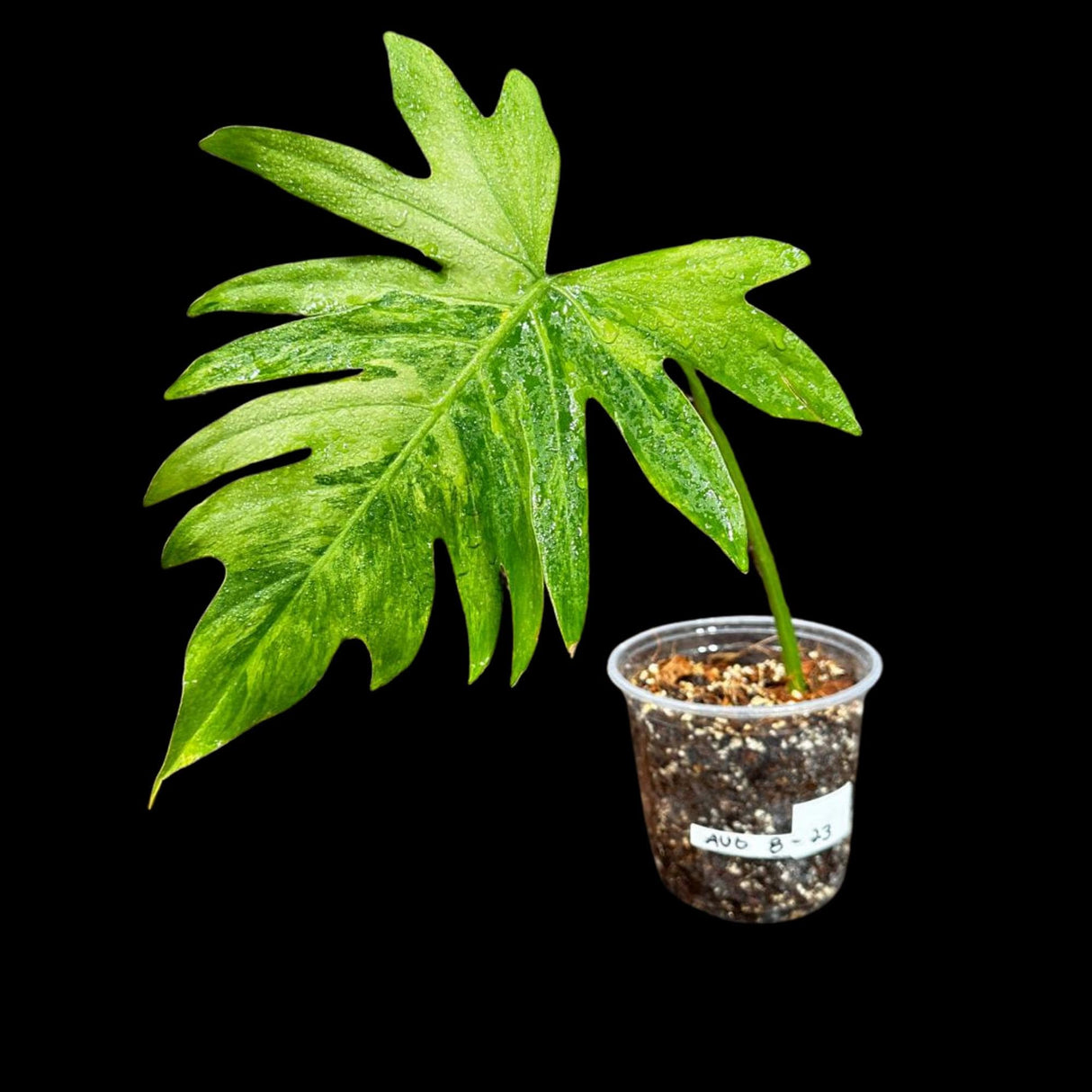Philodendron Radiatum Variegated - US SELLER Rare - Indoor Rare Plant - Live Plant - Grower’s Choice