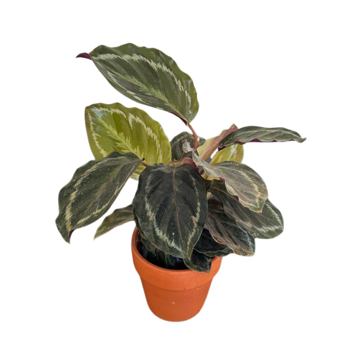Calathea Roseopicta Medallion Plant in a 4" Pot - Indoor Potted Evergreen Houseplant -Rose-painted Calathea Medallion - LARGE plant