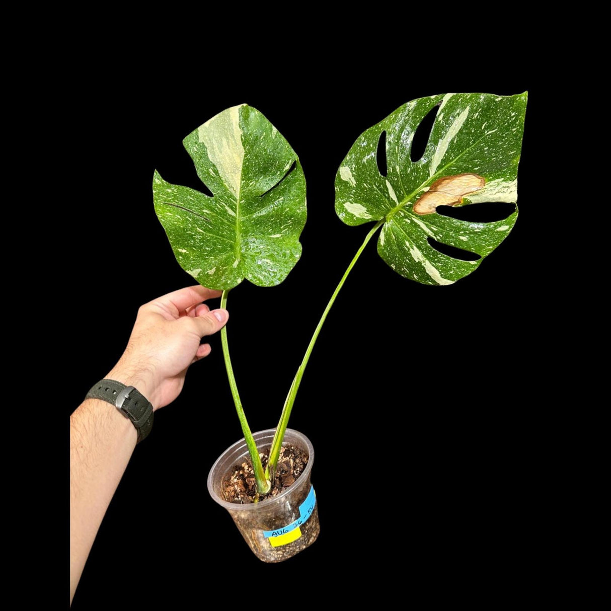 Variegated Monstera Thai Constellation Plant in a Nursery Pot - Tall Monstera Thai Plant - Rare Collector Indoor Plant - US Seller