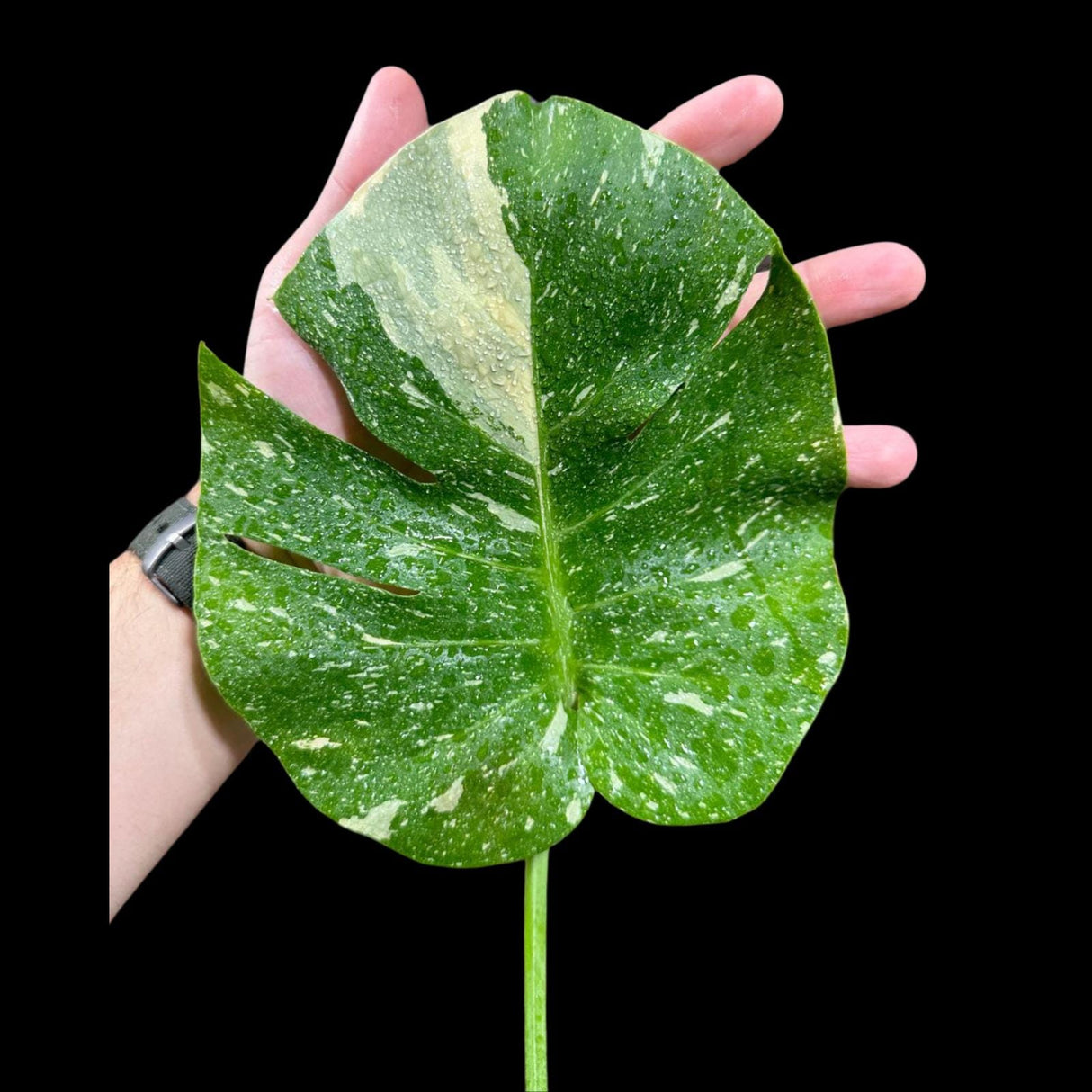 Variegated Monstera Thai Constellation Plant in a Nursery Pot - Tall Monstera Thai Plant - Rare Collector Indoor Plant - US Seller