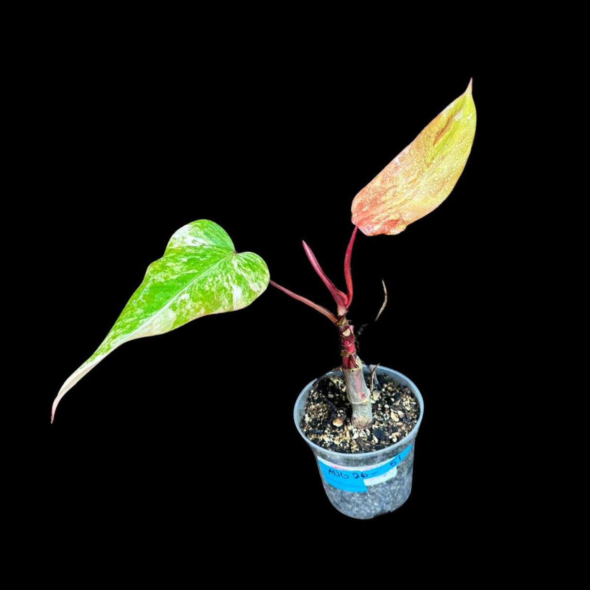 Variegated Philodendron Strawberry Shake in a Nursery Pot - Strawberry Shake RARE Collector Potted Plant - Aroid Plant - US Seller