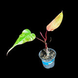 Variegated Philodendron Strawberry Shake in a Nursery Pot - Strawberry Shake RARE Collector Potted Plant - Aroid Plant - US Seller