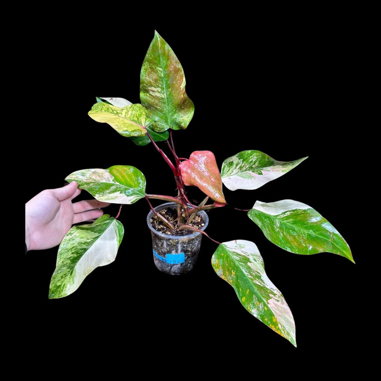 Variegated Philodendron Strawberry Shake in a Nursery Pot - Strawberry Shake RARE Collector Potted Plant - Tropical House Plants