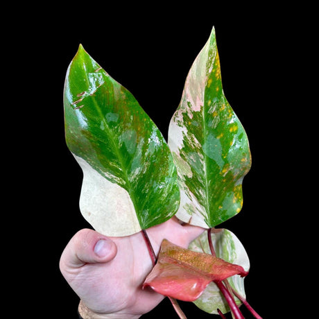 Variegated Philodendron Strawberry Shake in a Nursery Pot - Strawberry Shake RARE Collector Potted Plant - Tropical House Plants