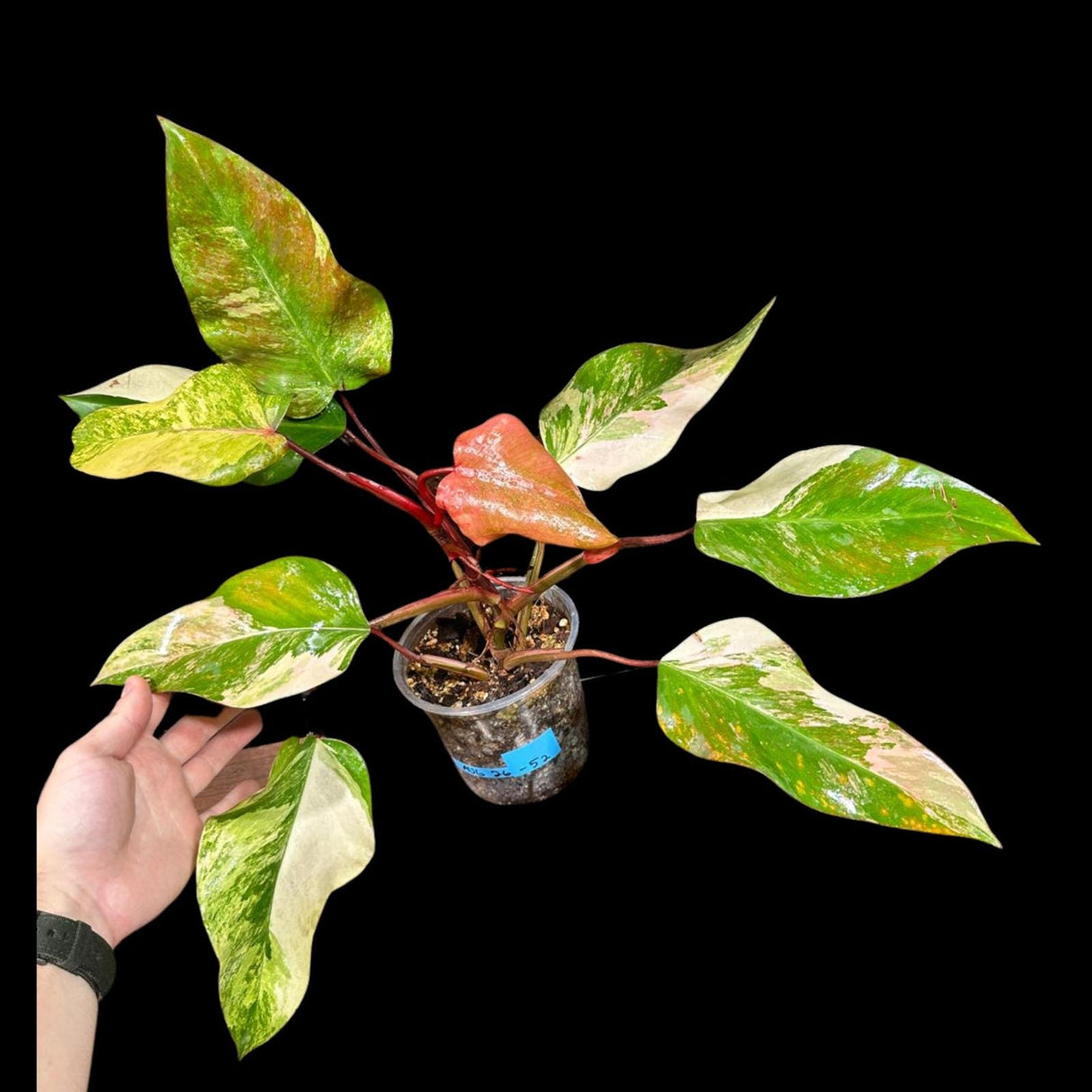 Variegated Philodendron Strawberry Shake in a Nursery Pot - Strawberry Shake RARE Collector Potted Plant - Tropical House Plants