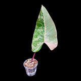 Variegated Philodendron Strawberry Shake in a Nursery Pot - Strawberry Shake RARE Collector Single Leaf Potted Plant - Rare Aroid Plant