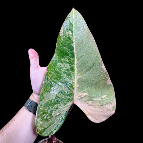 Variegated Philodendron Strawberry Shake in a Nursery Pot - Strawberry Shake RARE Collector Single Leaf Potted Plant - Rare Aroid Plant
