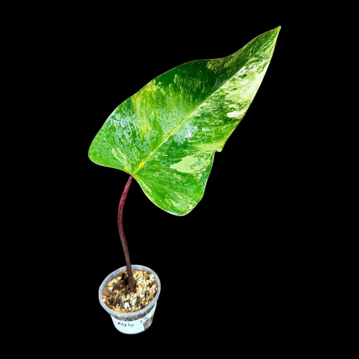 Variegated Philodendron Strawberry Shake in a Nursery Pot - Strawberry Shake RARE Collector Single Leaf Potted Plant - SAME Plant as images
