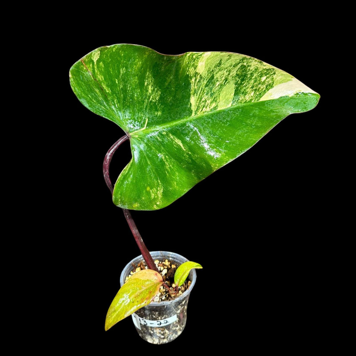 Variegated Philodendron Strawberry Shake in a Nursery Pot - Strawberry Shake RARE Collector Potted Plant -Tropical Indoor Plants - US Seller