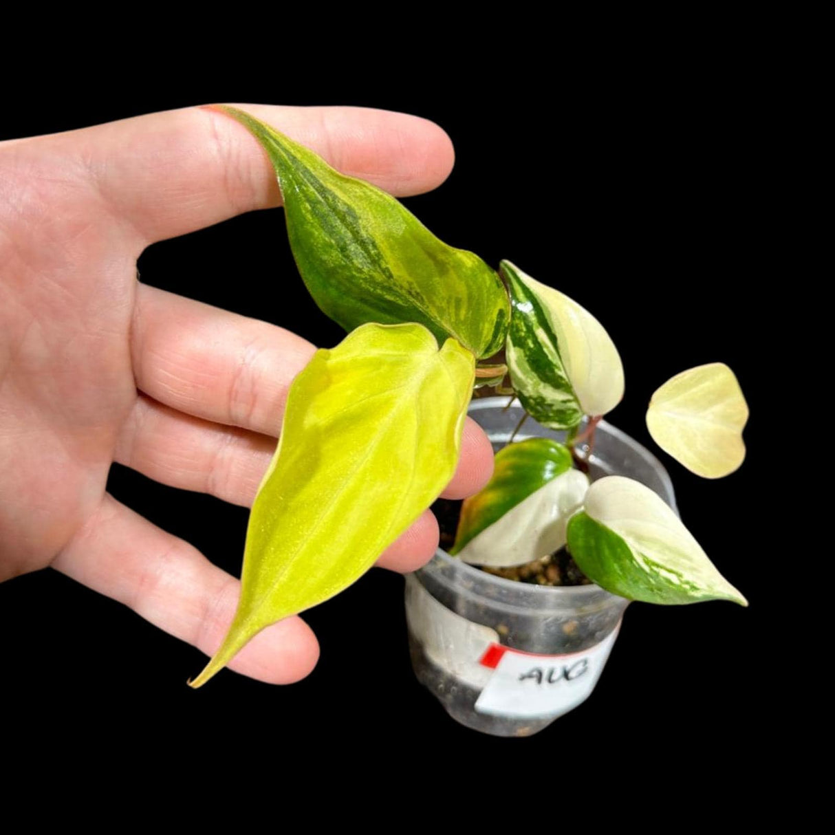Rare Variegated Philodendron Mican Aurea in a Nursery Pot - Variegated Mican Rare Collector Potted Plant - US SELLER - Potted Plant