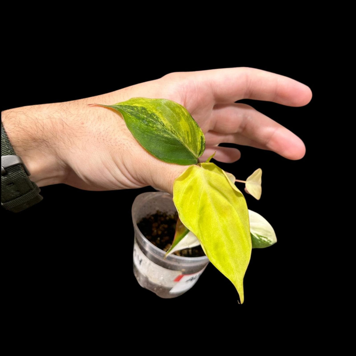 Rare Variegated Philodendron Mican Aurea in a Nursery Pot - Variegated Mican Rare Collector Potted Plant - US SELLER - Potted Plant