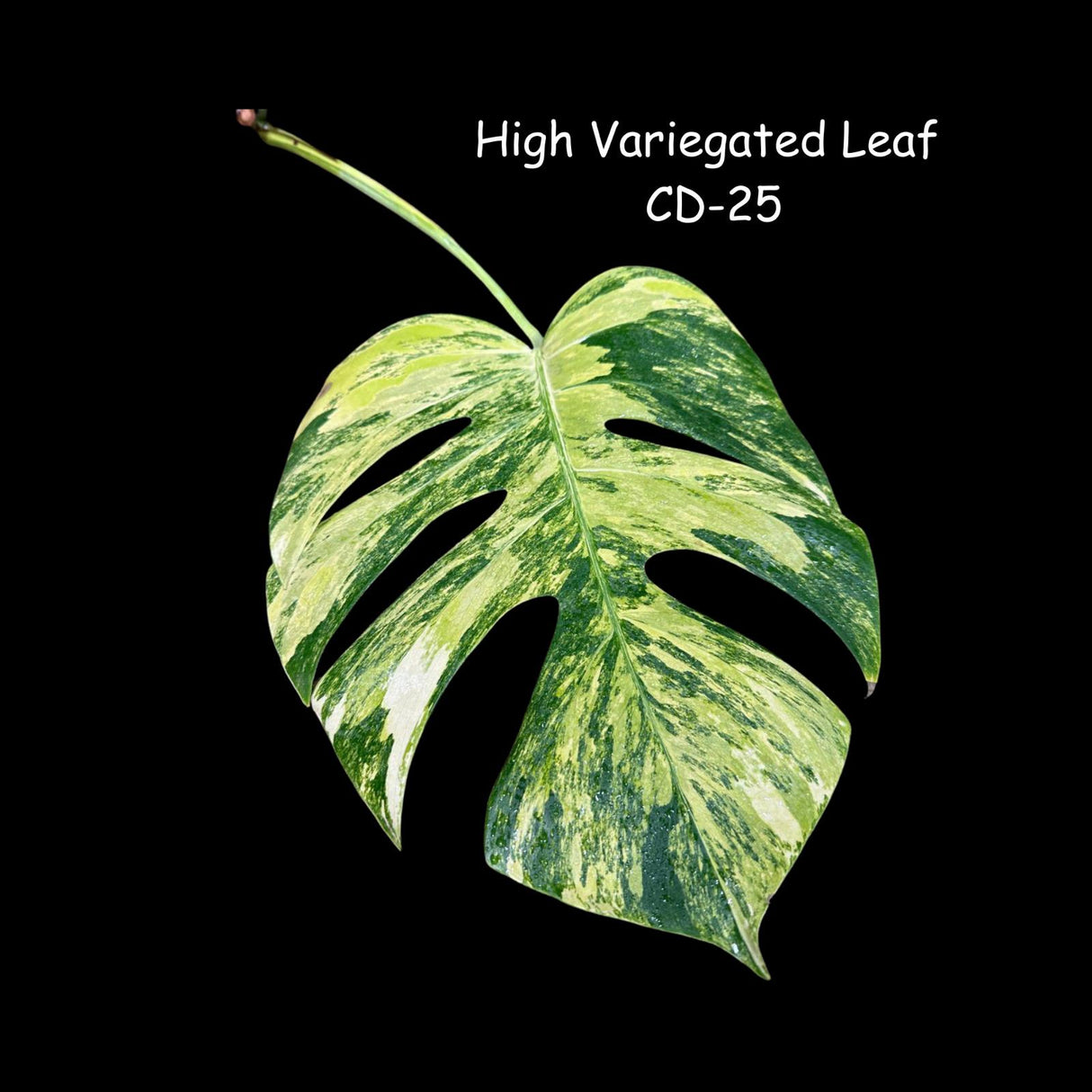 Monstera Borsigiana Aurea Variegated Cutting - Monstera Aurea Variegata - Monstera Marmota - Rare Collector Plant - US Seller
