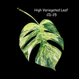 Monstera Borsigiana Aurea Variegated Cutting - Monstera Aurea Variegata - Monstera Marmota - Rare Collector Plant - US Seller