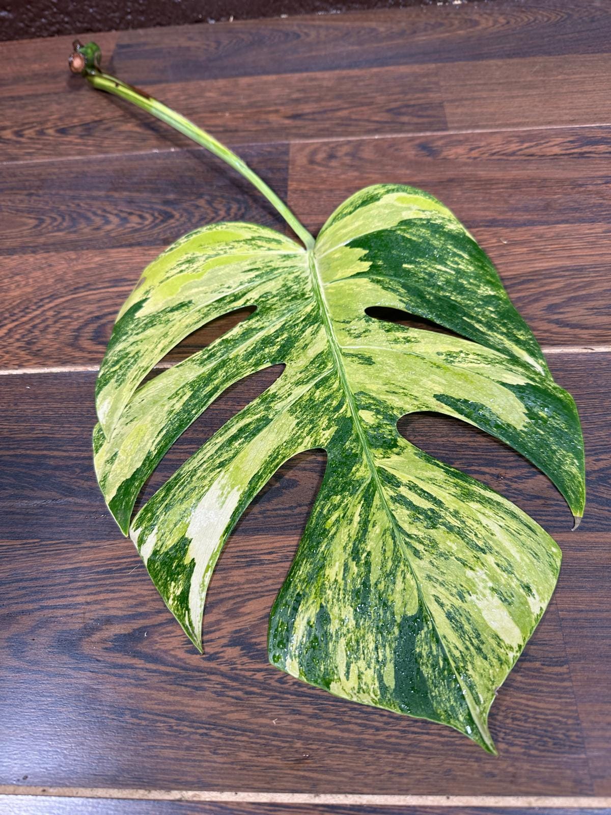 Monstera Borsigiana Aurea Variegated Cutting - Monstera Aurea Variegata - Monstera Marmota - Rare Collector Plant - US Seller