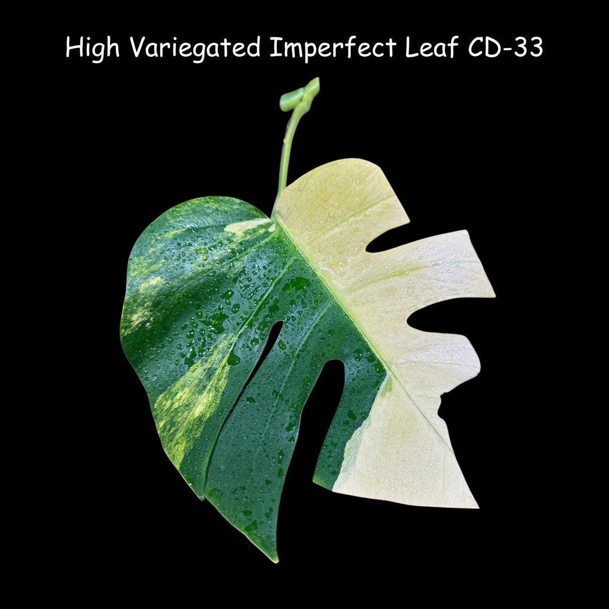Monstera Borsigiana Aurea Variegated Cutting - Monstera Marmota - Rare Collector Plant - Pet Friendly Plants - Live Indoor Plant - US Seller