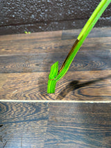 Monstera Borsigiana Aurea Variegated Cutting - Monstera Aurea Variegata - Monstera Marmota - US Seller