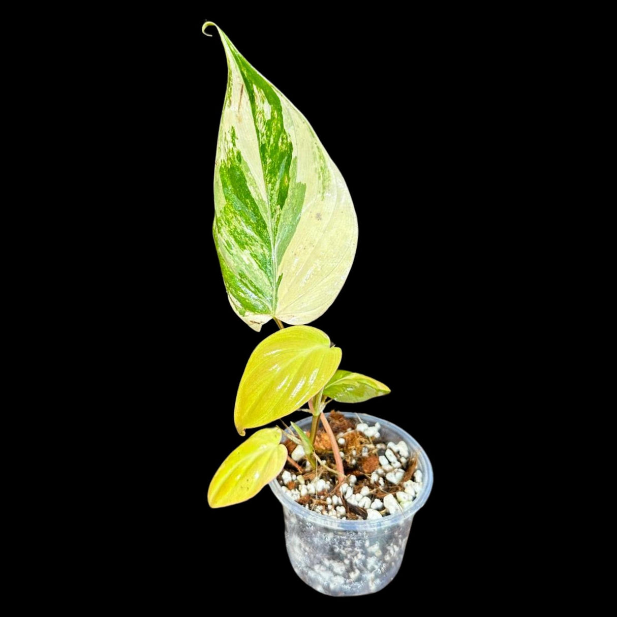 Rare Variegated Philodendron Mican Aurea in a Nursery Pot - Mican Aurea Rare Collector Potted Plant - US SELLER - Potted Plant