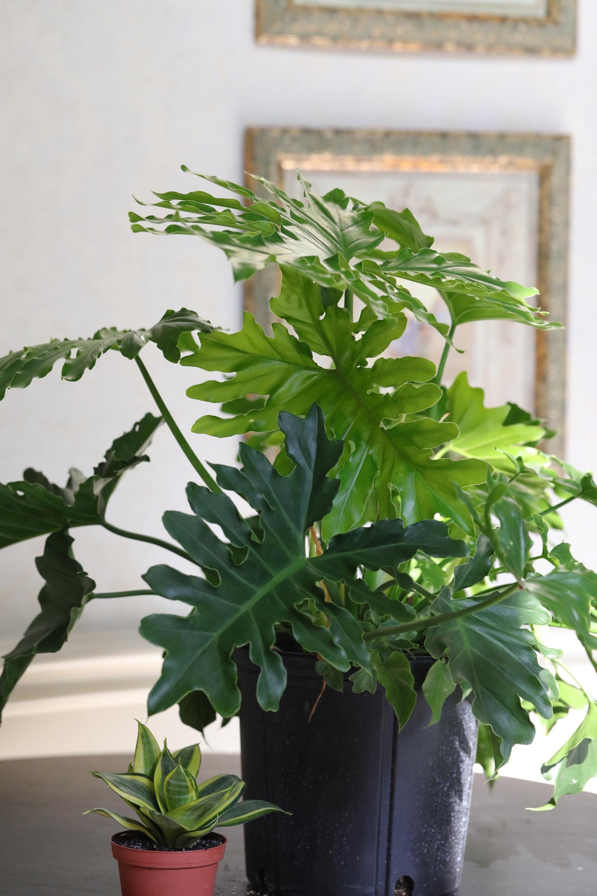Philodendron Selloum plant  in a 10” Pot - Large Indoor Easy-Care Houseplant - Indoor Low Light Plant - Indoor air purification plant