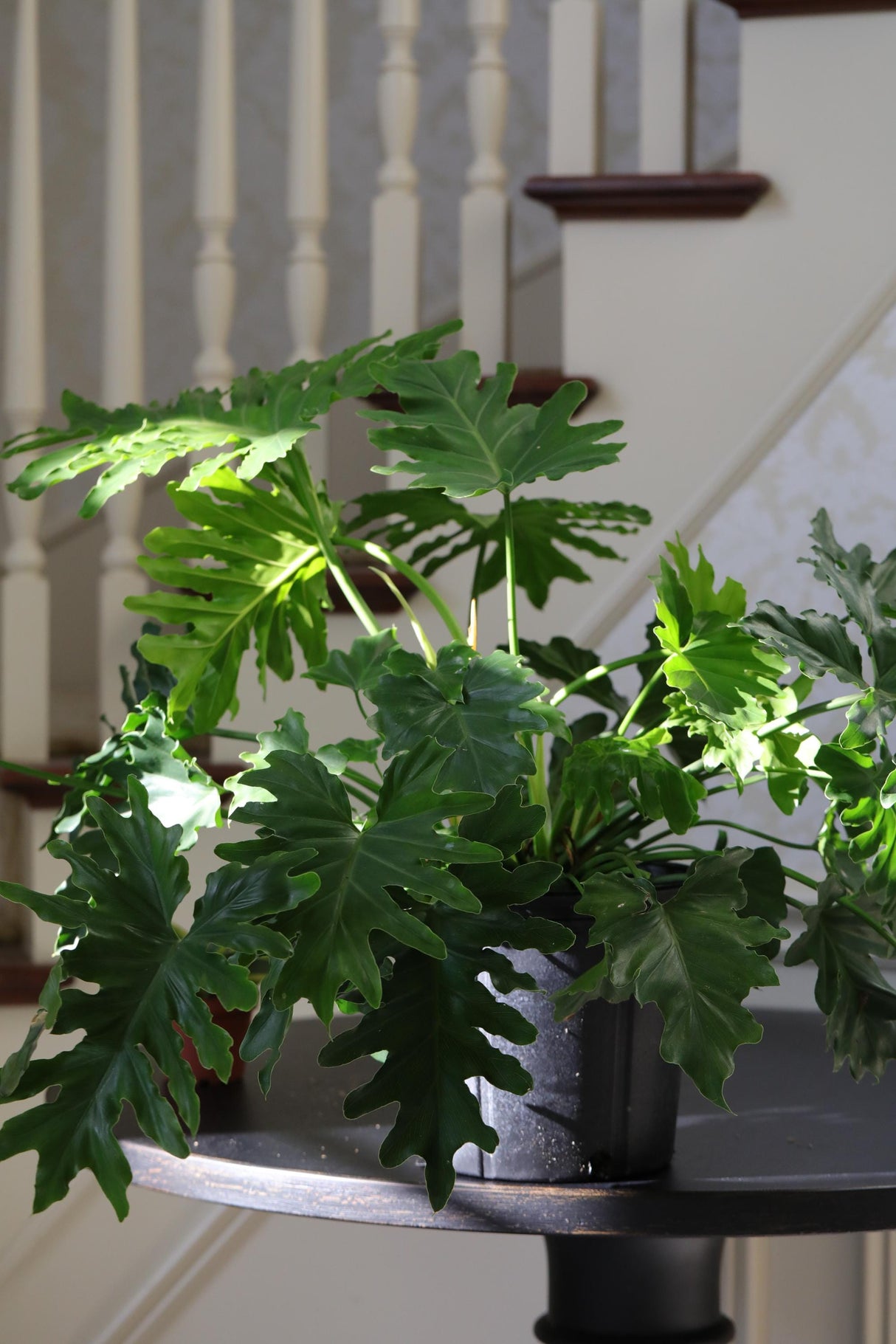 Philodendron Selloum plant  in a 10” Pot - Large Indoor Easy-Care Houseplant - Indoor Low Light Plant - Indoor air purification plant