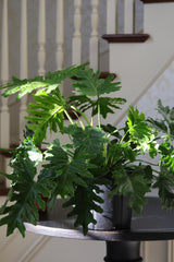 Philodendron Selloum plant  in a 10” Pot - Large Indoor Easy-Care Houseplant - Indoor Low Light Plant - Indoor air purification plant