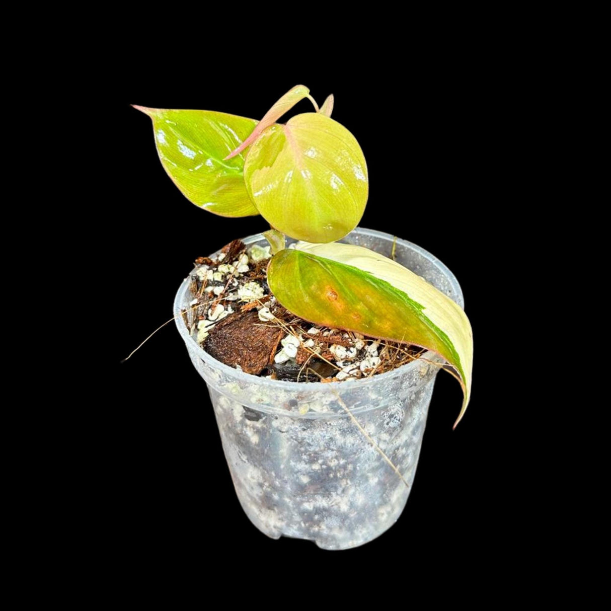 Rare Variegated Philodendron Mican Aurea in a Nursery Pot - Rare Collector Potted Plant - Mican Aurea Gift Plant - US SELLER