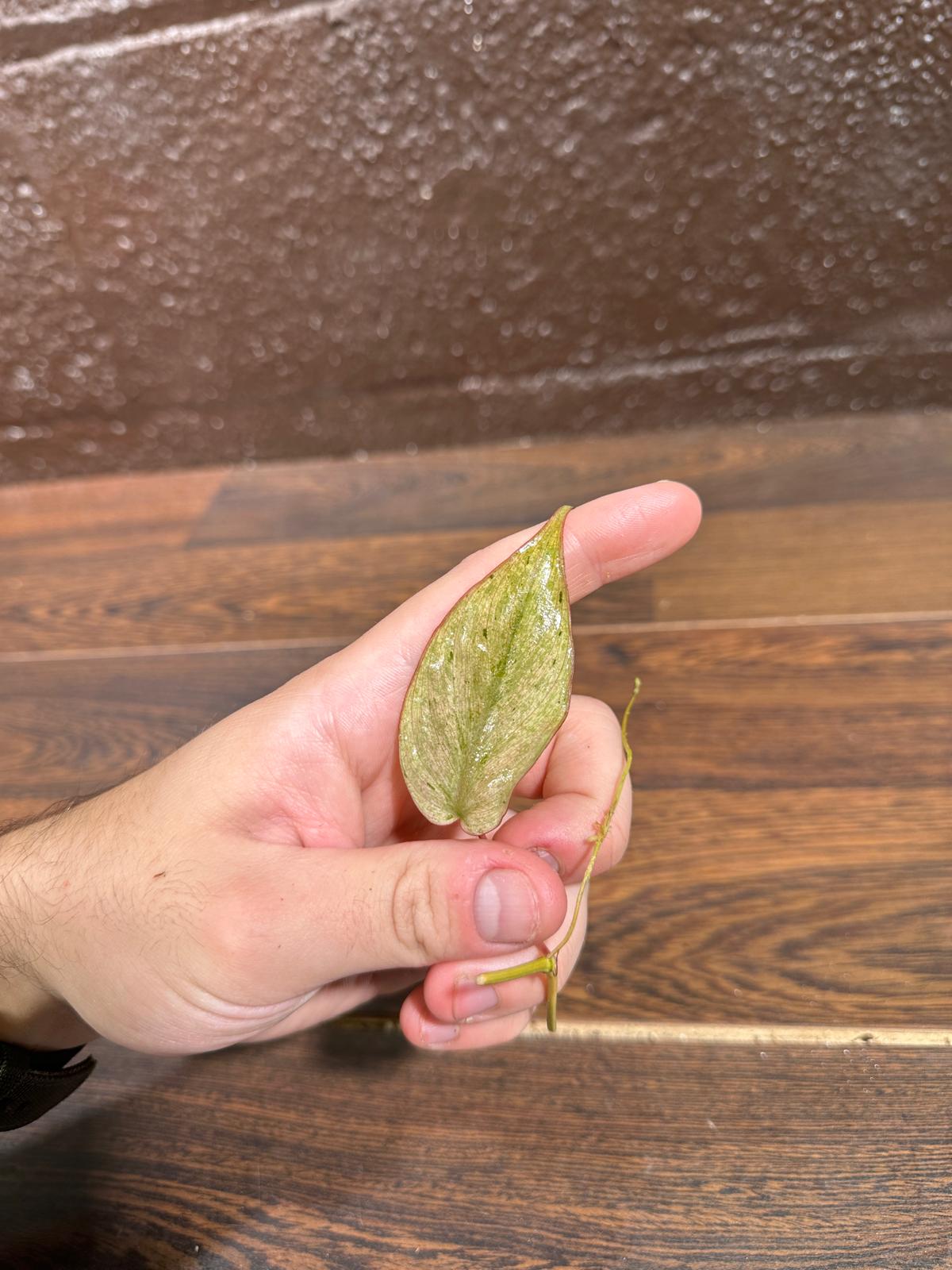 Rare Variegated Philodendron Mican Mint - Variegated Single Leaf Cutting - Gift for Mom- Rare Collector Plant - US Seller