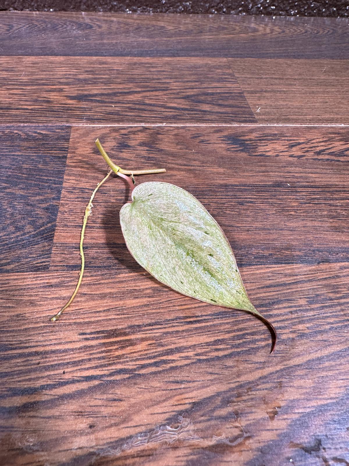 Rare Variegated Philodendron Mican Mint - Variegated Single Leaf Cutting - Gift for Mom- Rare Collector Plant - US Seller