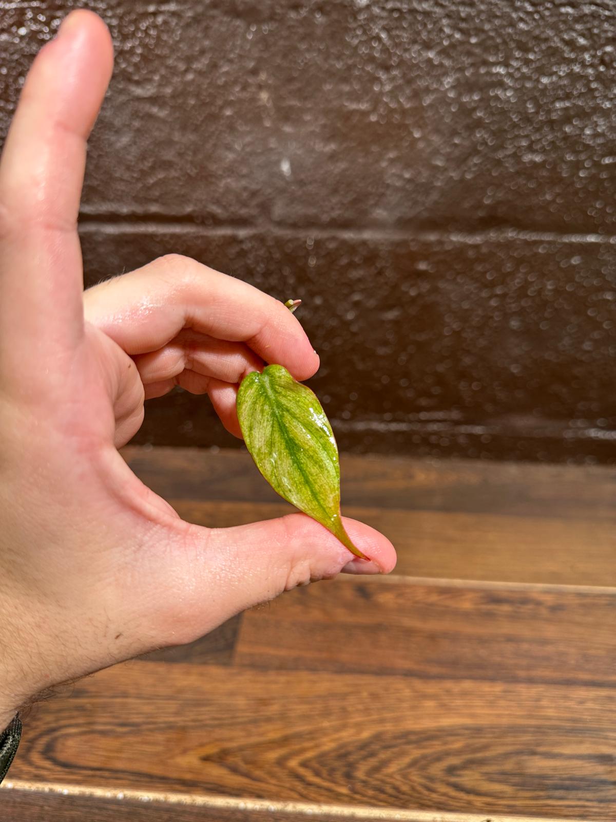 Rare Variegated Philodendron Mican Mint - High Variegated Single Leaf Cutting - US SELLER - EXACT Same Cutting as the image