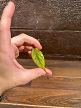 Rare Variegated Philodendron Mican Mint - High Variegated Single Leaf Cutting - US SELLER - EXACT Same Cutting as the image