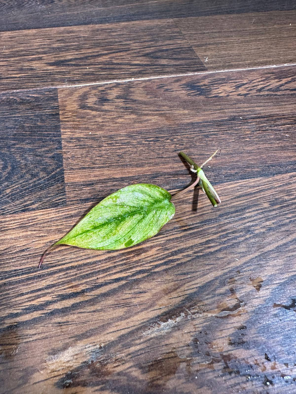 Rare Variegated Philodendron Mican Mint - High Variegated Single Leaf Cutting - US SELLER - EXACT Same Cutting as the image