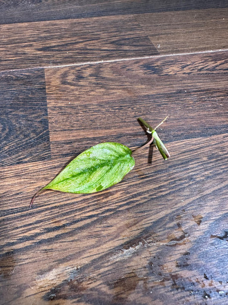 Rare Variegated Philodendron Mican Mint - High Variegated Single Leaf Cutting - US SELLER - EXACT Same Cutting as the image