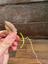 Rare Variegated Philodendron Mican Mint - Variegated Single Leaf Cutting - Beginners Plant - Rare Collector Plant - US SELLER