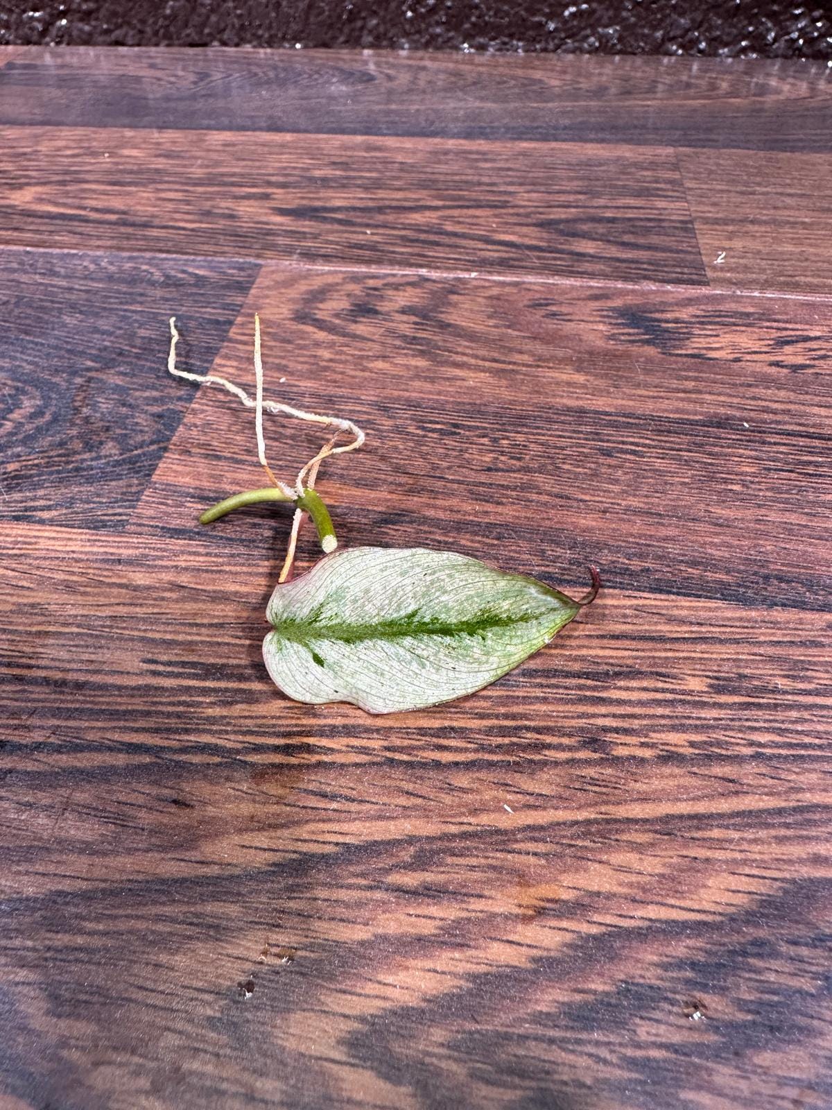 Rare Variegated Philodendron Mican Mint - Variegated Single Leaf Cutting - Beginners Plant - Rare Collector Plant - US SELLER