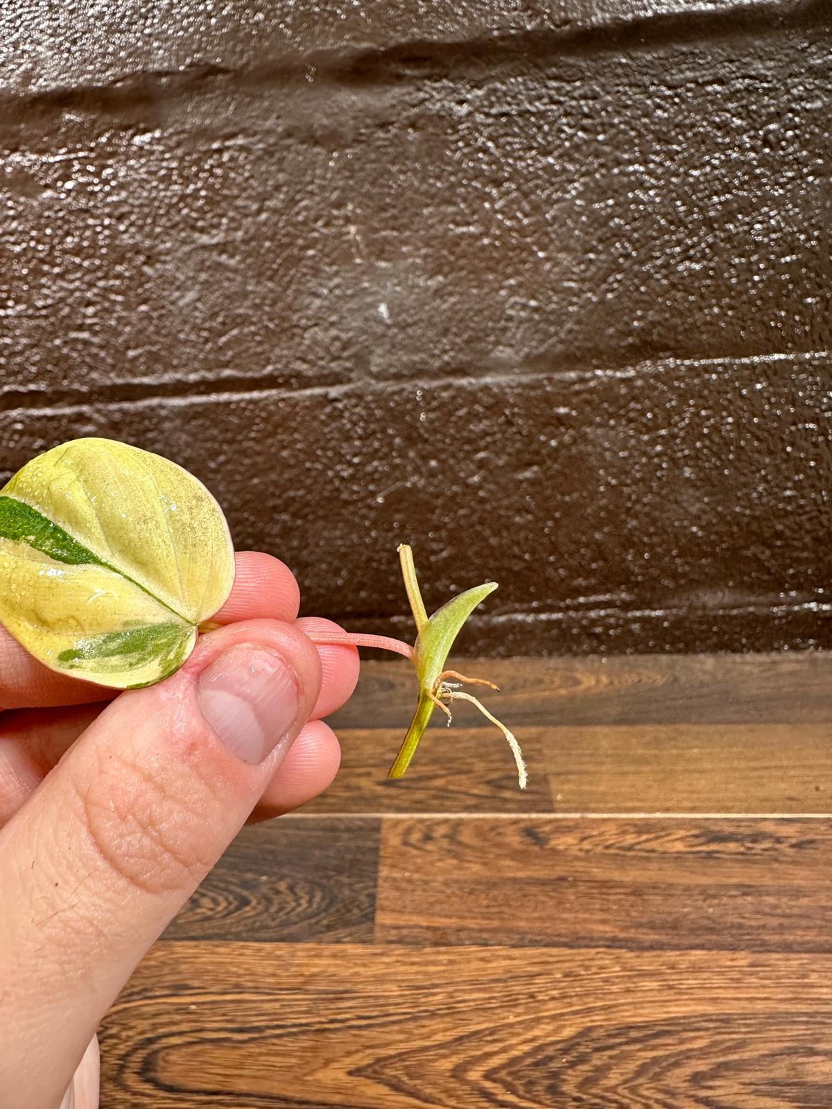 Rare Variegated Philodendron Mican Aurea Variegated Leaf Cutting - Rare Collector Plant - Beginners Plant - US Seller
