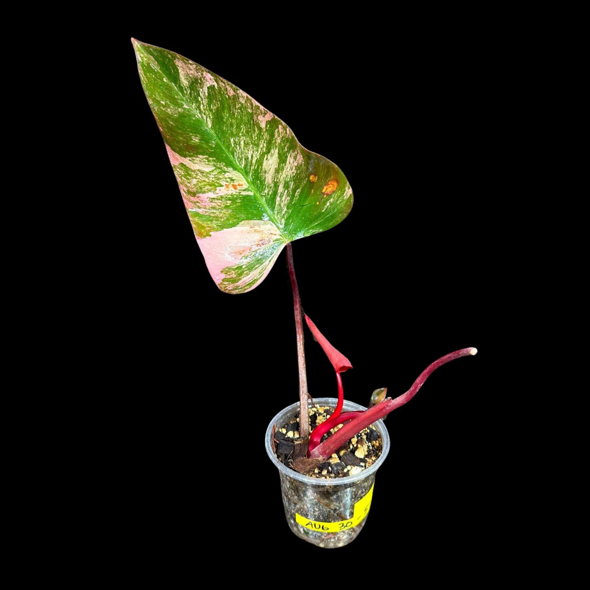Variegated Philodendron Strawberry Shake in a Nursery Pot - RARE Collector Potted Plant - Pink Philodendron - SAME Plant as images-US seller
